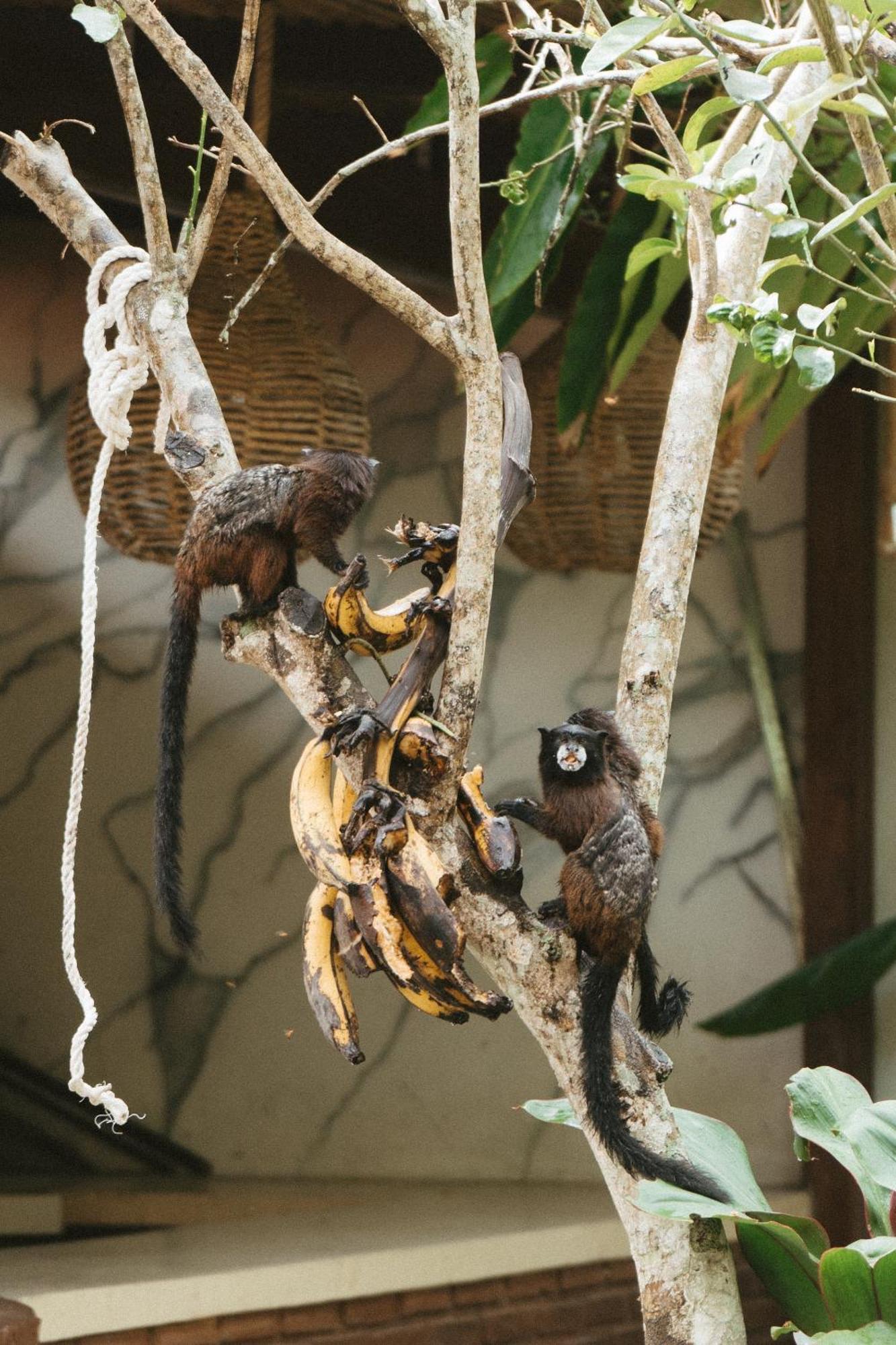 טראפוטו Villa Lu Amazon Ecolodge מראה חיצוני תמונה